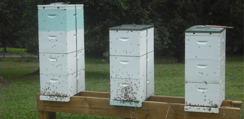 bee-hive2